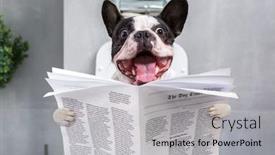  Presentation with toilet - Beautiful PPT layouts featuring french-bulldog-with-crazy-smile backdrop and a light gray colored foreground