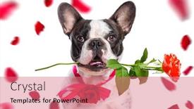  Presentation with valentines - Slide deck with french-bulldog-with-red-rose background and a coral colored foreground