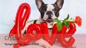 Presentation with valentines - PPT theme with french-bulldog-with-red-rose background and a red colored foreground