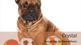  Presentation with free dog - Cool new theme with french bulldog with three balls backdrop and a coral colored foreground