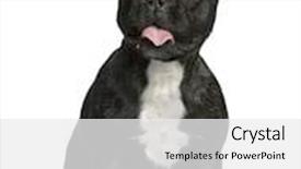  Presentation with tongue - Amazing slides having french bulldog with tongue out 2 years old sitting in front of white background backdrop and a white colored foreground