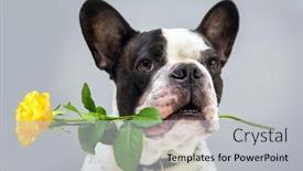  Presentation with rose yellow - PPT layouts having french-bulldog-with-yellow-rose background and a light gray colored foreground
