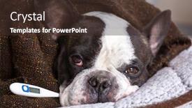  Presentation with fever - Audience pleasing presentation theme consisting of french-bulldog-wrapped backdrop and a tawny brown colored foreground