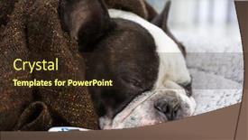  Presentation with fever - Presentation theme enhanced with french-bulldog-wrapped background and a wine colored foreground