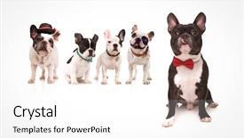  Presentation with red black and white - Presentation theme enhanced with french bulldogs friends on white background and a white colored foreground