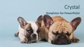  Presentation with pastel color - Slide set featuring french-bulldogs-laying-in-studio background and a light blue colored foreground