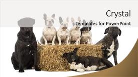  Presentation with straw bale - Cool new slide deck with french bulldogs sitting on a straw bale and crossbreeds sitting and lying next to the bale in front of white background backdrop and a white colored foreground
