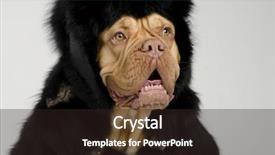  Presentation with dog - Colorful presentation theme enhanced with french fashion - dog wearing fur coat backdrop and a wine colored foreground