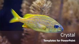  Presentation with marine - Beautiful slide set featuring french-grunt-haemulon-flavolineatum-marine backdrop and a tawny brown colored foreground
