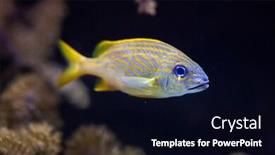  Presentation with marine - Slides featuring french-grunt-haemulon-flavolineatum-marine background and a black colored foreground