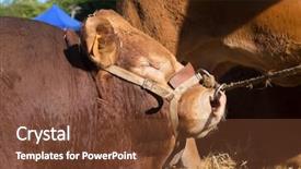  Presentation with bull cart - Colorful presentation design enhanced with french limousin bull with ring backdrop and a tawny brown colored foreground