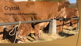  Presentation with cattle limousin cows in green - Presentation theme with french limousin with brown limousine background and a red colored foreground