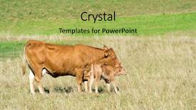  Presentation with cow - Presentation theme having french limousine cow with calf background and a yellow colored foreground