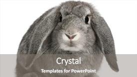 Presentation with rabbit - Amazing PPT theme having french lop rabbit 2 months backdrop and a gray colored foreground
