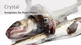  Presentation with fish - Slides enhanced with fresh-alaska-pollock-fish-isolated background and a white colored foreground