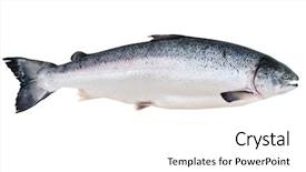  Presentation with salmon fish - Amazing theme having fresh alaskan king salmon isolated backdrop and a white colored foreground