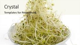  Presentation with sprout - Audience pleasing theme consisting of fresh alfalfa sprouts backdrop and a blonde colored foreground