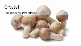  Presentation with oyster mushrooms fresh mushrooms - PPT layouts with fresh almond mushrooms on white background and a white colored foreground