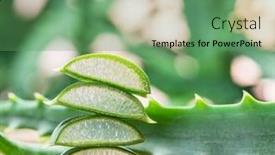  Presentation with leaves - Colorful presentation theme enhanced with fresh-aloe-leaves-and-aloe backdrop and a ocean colored foreground