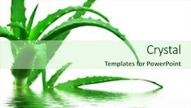  Presentation with aloe vera gel - Amazing slide deck having fresh aloe vera backdrop and a soft green colored foreground