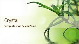  Presentation with aloe vera gel - Colorful PPT layouts enhanced with fresh aloe vera backdrop and a cream colored foreground