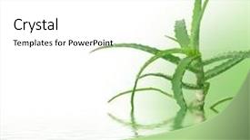  Presentation with aloe vera gel - Theme consisting of fresh aloe vera background and a white colored foreground