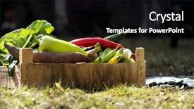  Presentation with grown - Audience pleasing PPT theme consisting of large onion harvest - fresh and colorful vegetables backdrop and a black colored foreground