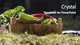 Presentation with grown - Audience pleasing slides consisting of large onion harvest - fresh and colorful vegetables backdrop and a black colored foreground