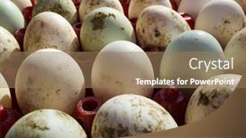  Presentation with duck - Slide deck featuring fresh-and-dirty-duck-eggs background and a coral colored foreground