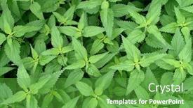  Presentation with nettle - Presentation featuring fresh-and-green-nettle-background background and a shamrock green colored foreground