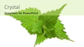  Presentation with nettle - Amazing slide deck having fresh and green nettle isolated on white background backdrop and a yellow colored foreground