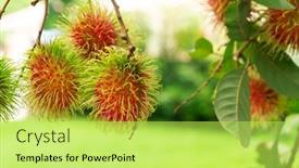  Presentation with rambutan - PPT layouts having fresh-and-ripe-rambutan background and a yellow colored foreground