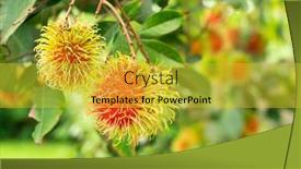  Presentation with rambutan - Slide set having fresh-and-ripe-rambutan background and a yellow colored foreground