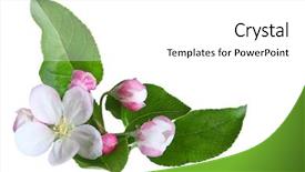  Presentation with apple - Presentation theme enhanced with fresh apple blossom isolated background and a white colored foreground