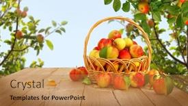  Presentation with autumn leaves falling - PPT layouts having fresh-apples-in-basket background and a coral colored foreground