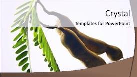  Presentation with jawa - Cool new slides with fresh asam jawa tamarind backdrop and a pink colored foreground