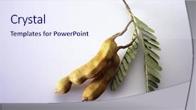  Presentation with jawa - PPT layouts with fresh asam jawa tamarind background and a sky blue colored foreground