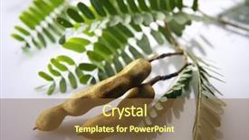  Presentation with jawa - Colorful theme enhanced with fresh asam jawa tamarind backdrop and a tawny brown colored foreground