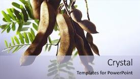  Presentation with jawa - Colorful PPT layouts enhanced with fresh asam jawa tamarind backdrop and a light blue colored foreground