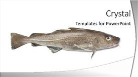  Presentation with atlantic - Presentation theme with fresh atlantic cod fish background and a white colored foreground