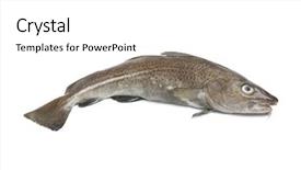  Presentation with atlantic - Audience pleasing presentation theme consisting of fresh atlantic cod fish backdrop and a white colored foreground