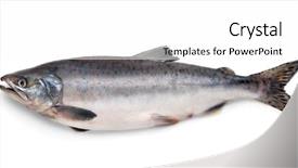  Presentation with salmon fish - Slides enhanced with fresh atlantic salmon fish isolated background and a white colored foreground