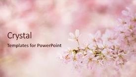  Presentation with bloom - PPT theme having zen garden heart - tip of spring cherry blossoms background and a lemonade colored foreground