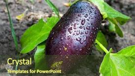 Presentation with fresh water - Audience pleasing slide deck consisting of fresh aubergine with water drops backdrop and a tawny brown colored foreground