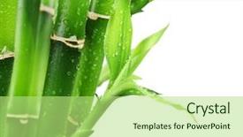  Presentation with droplet - Slide deck with fresh bamboo with water droplet background and a mint green colored foreground