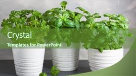  Presentation with herb - PPT layouts with parsley herb in pot background and a tawny brown colored foreground