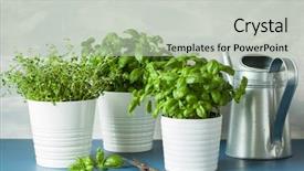  Presentation with lemongrass herb plant fresh leaves - Audience pleasing presentation theme consisting of fresh basil and thyme herbs backdrop and a soft green colored foreground