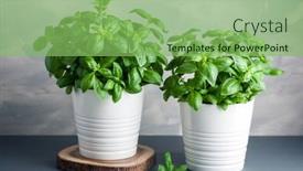  Presentation with herb - PPT layouts having fresh-basil-herb-in-pot background and a seafoam green colored foreground