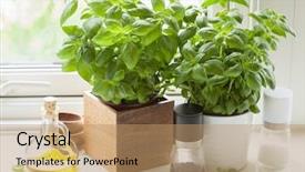  Presentation with lemongrass herb plant fresh leaves - Presentation design featuring fresh basil herb in pot background and a coral colored foreground