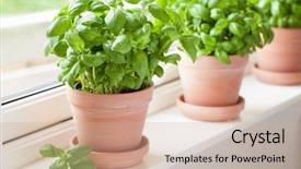  Presentation with herb - Beautiful slide deck featuring fresh basil herb in terracotta backdrop and a coral colored foreground